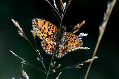 Boloria selene