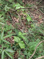 Arisaema lobatum