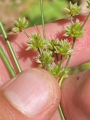 Juncus canadensis