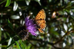 Boloria selene
