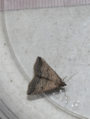 Bleptina caradrinalis