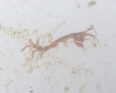 Caprella