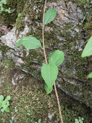 Celastrus orbiculatus