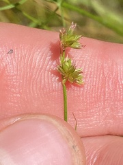 Juncus canadensis