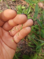 Euphorbia curtisii