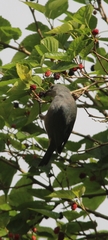 Thraupis sayaca