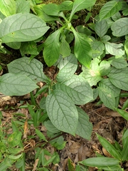 Celastrus hypoleucoides