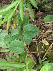 Vincetoxicum chekiangense