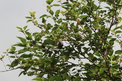 Thraupis sayaca