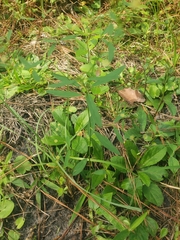 Euphorbia curtisii