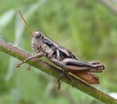Melanoplinae