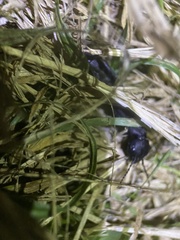 Ocypus olens