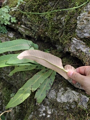 Pyrrosia lingua