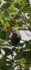 Thraupis sayaca