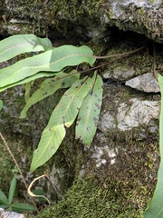 Pyrrosia lingua