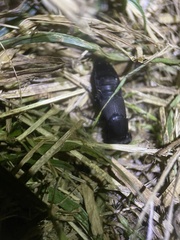 Ocypus olens