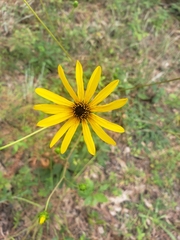 Helianthus atrorubens