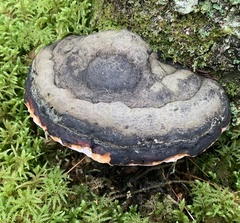 Fomitopsis mounceae