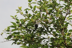 Thraupis sayaca