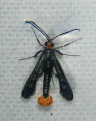 Synanthedon acerni