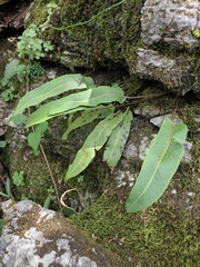 Pyrrosia lingua