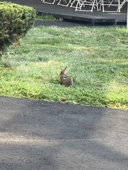 Sylvilagus floridanus