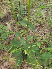 Helianthus atrorubens