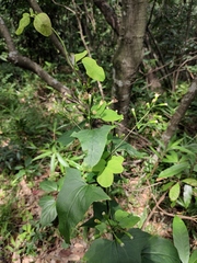 Parasenecio rubescens