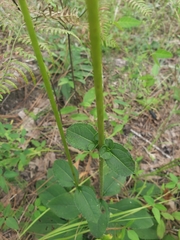 Helianthus atrorubens