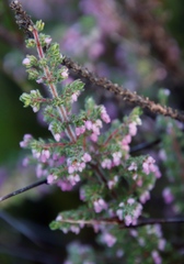 Erica hirtiflora