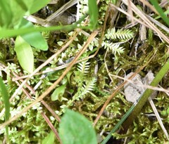 Selaginella eclipes