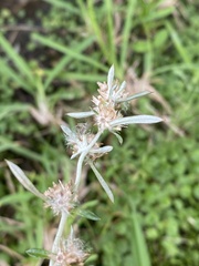 Euchiton