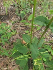 Helianthus atrorubens
