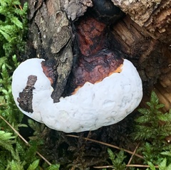 Fomitopsis mounceae