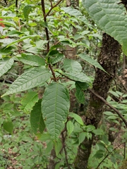 Prunus padus