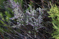 Erica hirtiflora