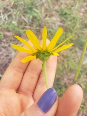 Helianthus atrorubens