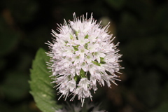 Mentha aquatica