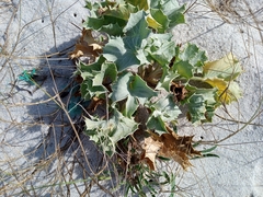 Eryngium maritimum