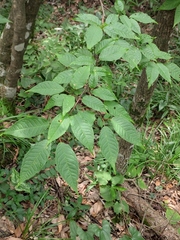 Prunus padus