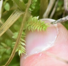 Selaginella eclipes