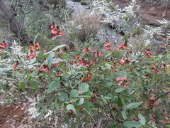 Kennedia coccinea