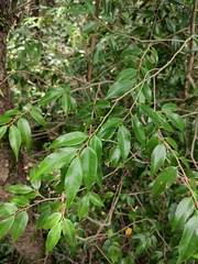 Camellia cuspidata