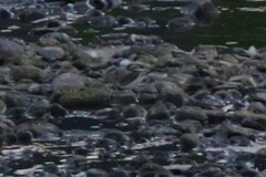 Charadriiformes