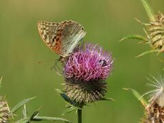 Argynnis pandora