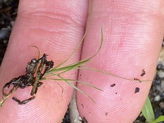 Eriocaulon aquaticum