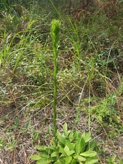 Carphephorus paniculatus