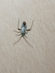 Adelphocoris lineolatus