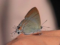 Hypolycaena erylus