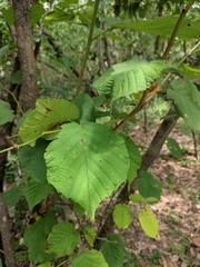 Corylus heterophylla